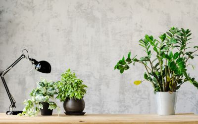 Wallpaper Replacement in Denver County, CO
